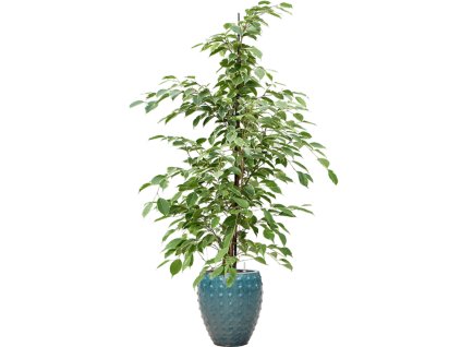 56968 ficus benjamina golden king v obalu laos mini hydroponie prumer 25 cm