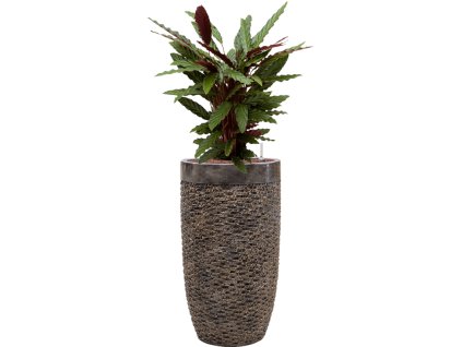 56980 calathea rufibarba wavestar v obalu baq luxe lite universe laye hydroponie prumer 38 cm