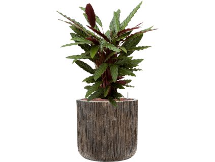 56983 calathea rufibarba wavestar v obalu baq luxe lite universe wate hydroponie prumer 40 cm