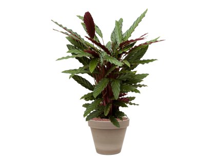 56989 calathea rufibarba wavestar v obalu terra cotta hydroponie prumer 25 cm