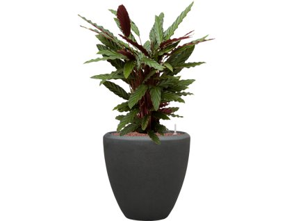 56992 calathea rufibarba wavestar v obalu baq polystone plain hydroponie prumer 40 cm