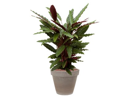 56995 calathea rufibarba wavestar v obalu terra cotta hydroponie prumer 35 cm