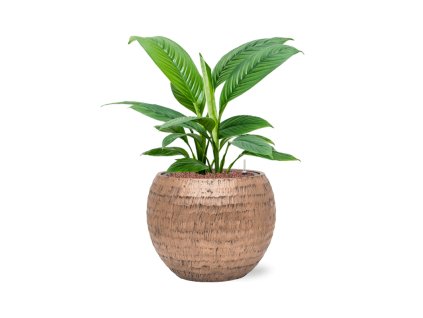 57016 spathiphyllum sensation v obalu baq opus hammered hydroponie prumer 40 cm