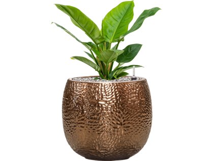 57034 philodendron imperial green v obalu marly substrat vulkastrat prumer 30 cm