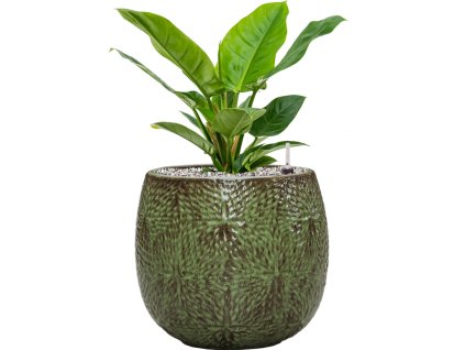 57037 philodendron imperial green v obalu marly substrat vulkastrat prumer 30 cm