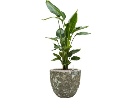 57064 strelitzia nicolai v obalu baq lava substrat vulkastrat prumer 36 cm
