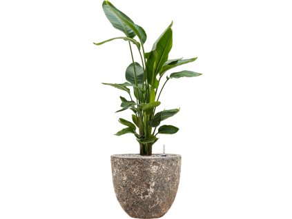 57067 strelitzia nicolai v obalu baq lava substrat vulkastrat prumer 36 cm
