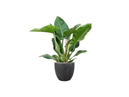 57160 philodendron imperial green v obalu baq raindrop substrat vulkastrat prumer 37 cm