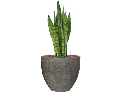 57193 sansevieria zeylanica v obalu cement hydroponie prumer 34 cm