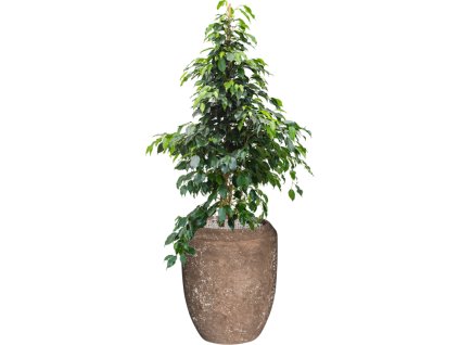 57205 ficus benjamina danielle v obalu baq polystone coated plain substrat vulkastrat prumer 45 cm