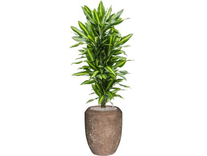 57211 dracaena fragrans cintho v obalu baq polystone coated plain substrat vulkastrat prumer 45 cm