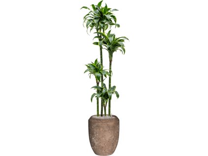 57214 dracaena fragrans dorado v obalu baq polystone coated plain substrat vulkastrat prumer 45 cm