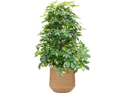 57217 schefflera arboricola gold capella v obalu baq dune substrat vulkastrat prumer 41 cm