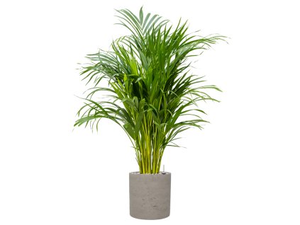 57247 dypsis areca lutescens v obalu rough substrat vulkastrat prumer 25 cm