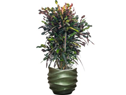 57277 croton codiaeum variegatum mammi v obalu baq gradient lee substrat vulkastrat prumer 41 cm
