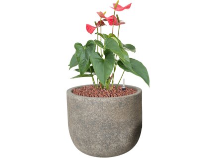 57322 anthurium andraeanum sierra v obalu cement hydroponie prumer 25 cm