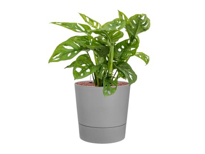 57328 monstera obliqua v obalu greensense aqua care hydroponie prumer 30 cm