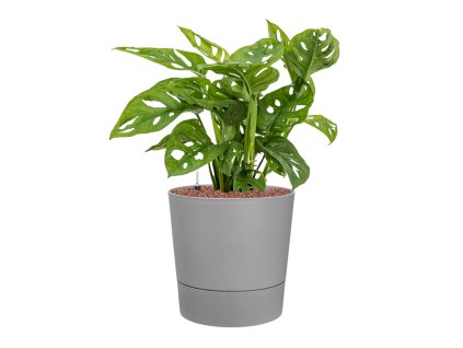 57343 monstera obliqua v obalu greensense aqua care hydroponie prumer 30 cm