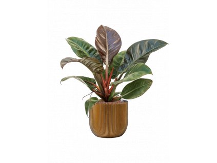 57349 philodendron imperial red v obalu capi nature groove hydroponie prumer 24 cm