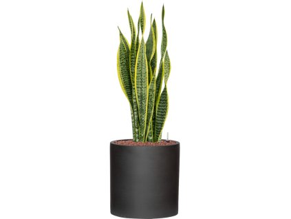 57358 sansevieria trifasciata laurentii v obalu refined hydroponie prumer 29 cm