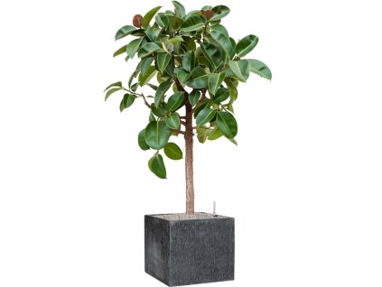 57382 ficus elastica robusta v obalu baq raindrop substrat vulkastrat prumer 50 cm