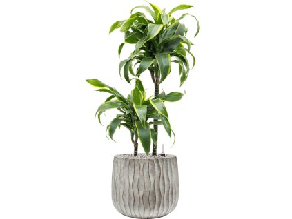 57403 dracaena fragrans dorado v obalu wave substrat vulkastrat prumer 29 cm