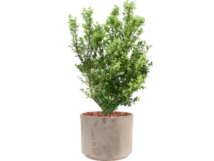 57412 ilex crenata dark green v obalu terra cotta substrat s mulcovaci kurou prumer 30 cm