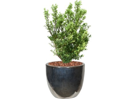 57415 ilex crenata dark green v obalu plain substrat s mulcovaci kurou prumer 39 cm