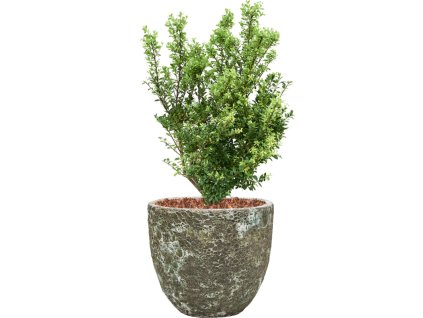 57418 ilex crenata dark green v obalu baq lava substrat s mulcovaci kurou prumer 36 cm