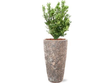 57421 ilex crenata dark green v obalu baq lava substrat s mulcovaci kurou prumer 35 cm