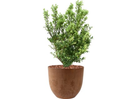 57433 ilex crenata dark green v obalu artstone substrat s mulcovaci kurou prumer 33 cm