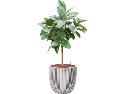 57436 ficus elastica robusta v obalu capi nature groove nl hydroponie prumer 43 cm