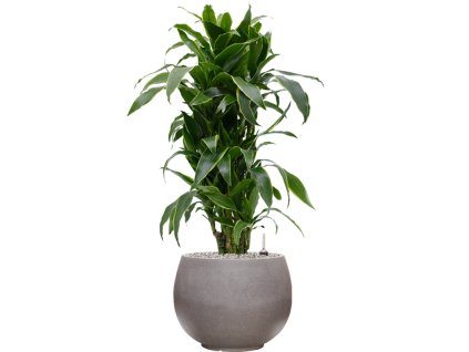 57445 dracaena fragrans arturo v obalu rotunda urban substrat vulkastrat prumer 40 cm