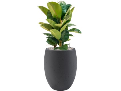 57481 ficus elastica robusta v obalu grigio substrat vulkastrat prumer 40 cm