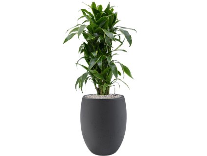 57484 dracaena fragrans arturo v obalu grigio substrat vulkastrat prumer 40 cm