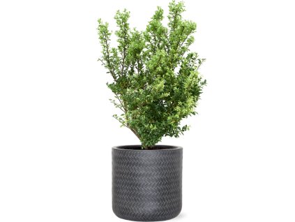 57505 ilex crenata dark green v obalu baq angle substrat prumer 30 cm