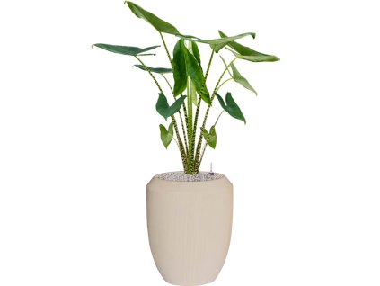 57517 alocasia zebrina v obalu baq polystone coated plain substrat vulkastrat prumer 45 cm