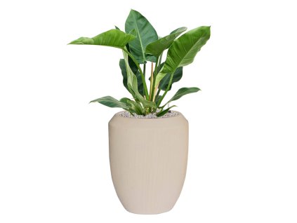 57523 philodendron imperial green v obalu baq polystone coated plain substrat vulkastrat prumer 45 cm