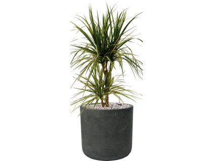 57592 dracaena marginata sunray v obalu rough substrat vulkastrat prumer 24 cm