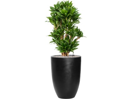 57598 dracaena fragrans compacta v obalu fiberstone substrat vulkastrat prumer 40 cm