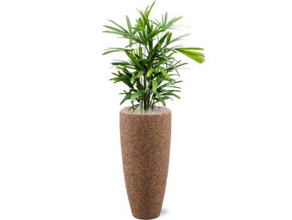 57613 rhapis excelsa v obalu baq naturescast substrat vulkastrat prumer 30 cm