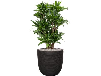 57619 dracaena fragrans compacta v obalu capi nature rib nl substrat vulkastrat prumer 43 cm