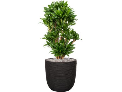 57622 dracaena fragrans compacta v obalu capi nature rib nl substrat vulkastrat prumer 43 cm