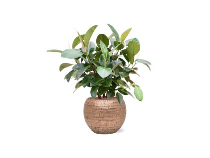 57625 ficus elastica robusta v obalu baq opus hammered hydroponie prumer 40 cm