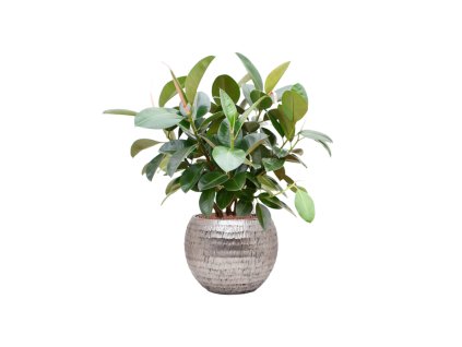 57628 ficus elastica robusta v obalu baq opus hammered hydroponie prumer 40 cm