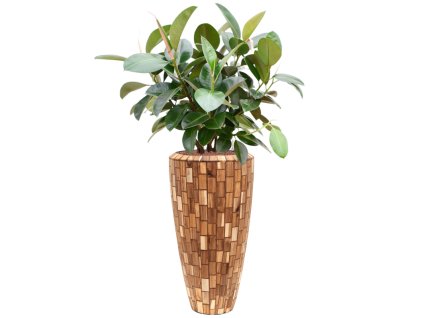 57643 ficus elastica robusta v obalu baq facets jenga hydroponie prumer 35 cm