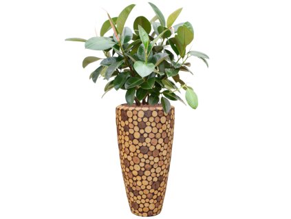 57646 ficus elastica robusta v obalu baq facets ageless hydroponie prumer 35 cm