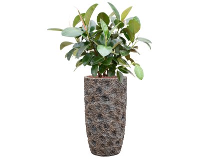 57667 ficus elastica robusta v obalu baq luxe lite universe moon hydroponie prumer 38 cm