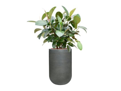 57673 ficus elastica robusta v obalu ridged horizontally hydroponie prumer 35 cm