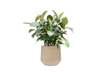 57691 ficus elastica robusta v obalu baq dune hydroponie prumer 41 cm
